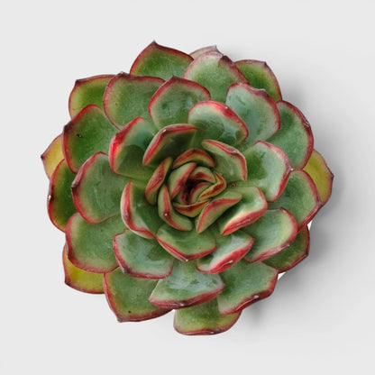 Echeveria Pulidonis – Red Edge Rosette Succulent | Premium Indoor & Balcony Plant