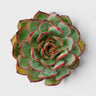 Echeveria Pulidonis – Red Edge Rosette Succulent | Premium Indoor & Balcony Plant