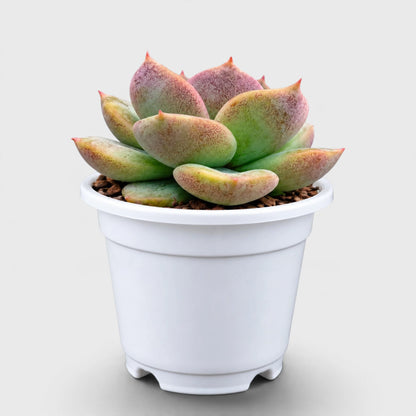 4 Colourful Echeveria Hybrid Succulent Collection – Set of 4