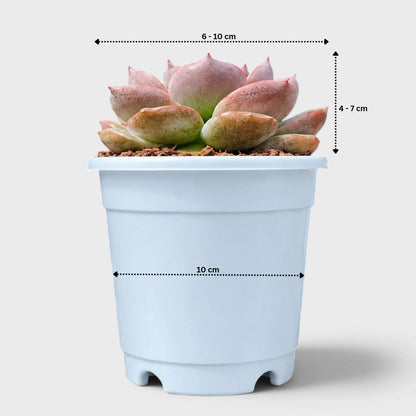 5 Echeveria Succulent Plants Collection – Colourful, Well-Rooted Rosettes