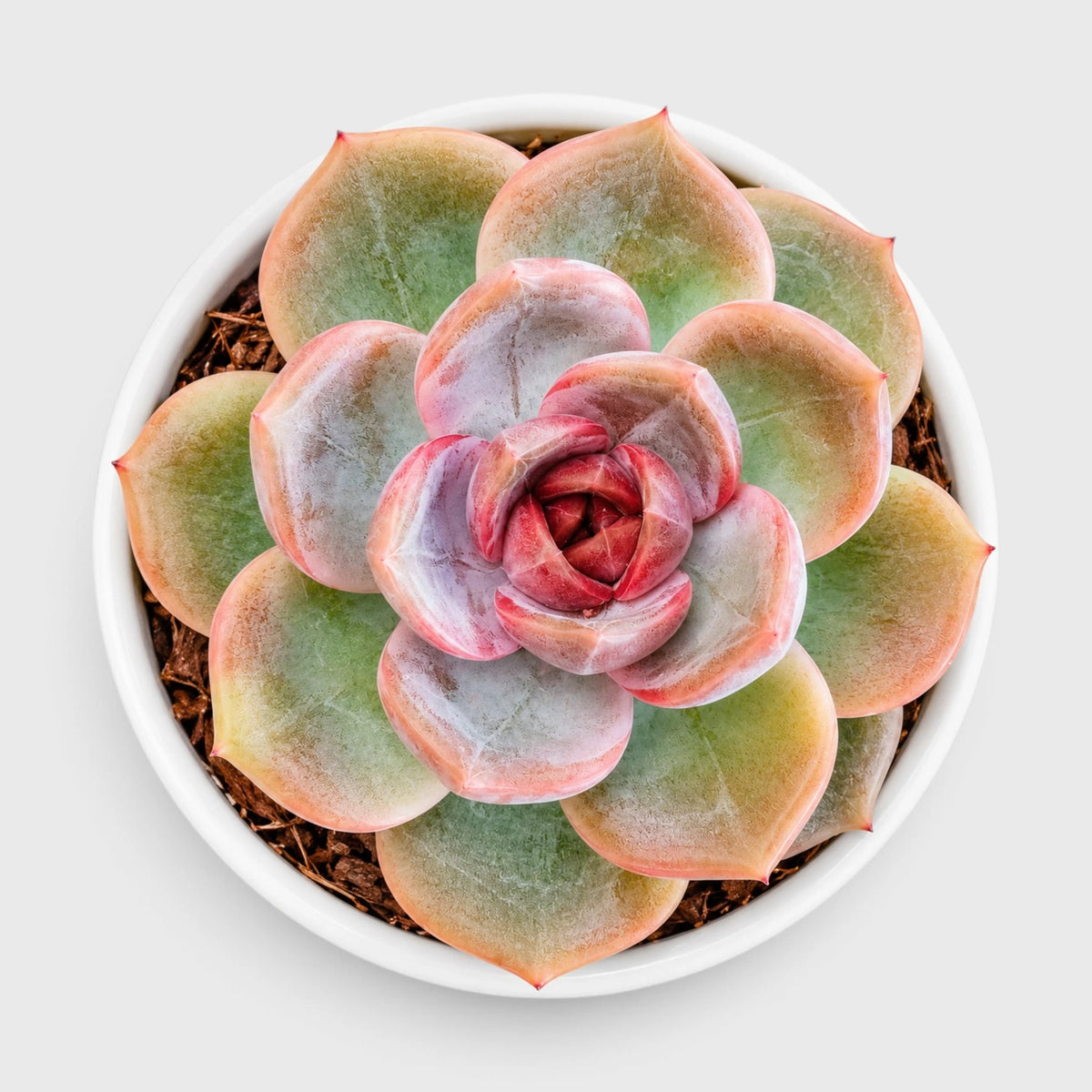 5 Echeveria Succulent Plants Collection – Colourful, Well-Rooted Rosettes
