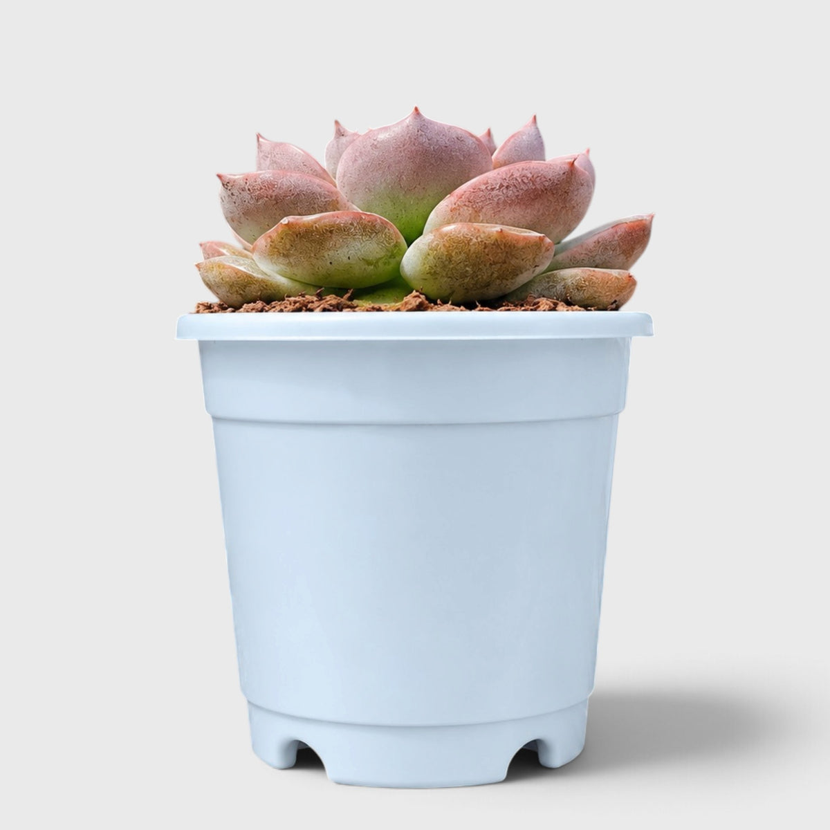 5 Echeveria Succulent Plants Collection – Colourful, Well-Rooted Rosettes
