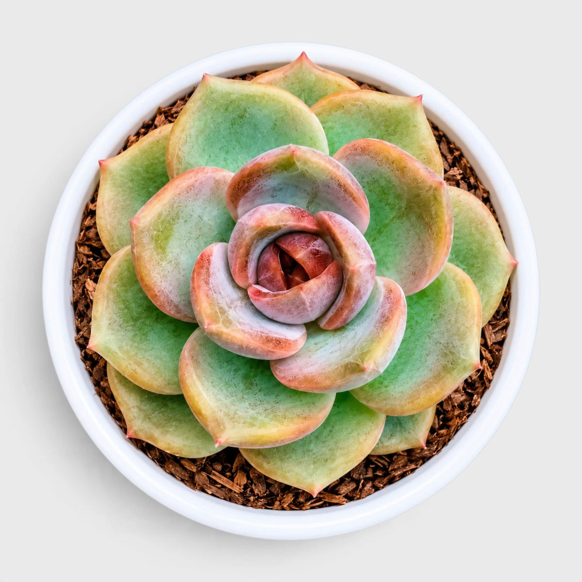 4 Colourful Echeveria Hybrid Succulent Collection – Set of 4