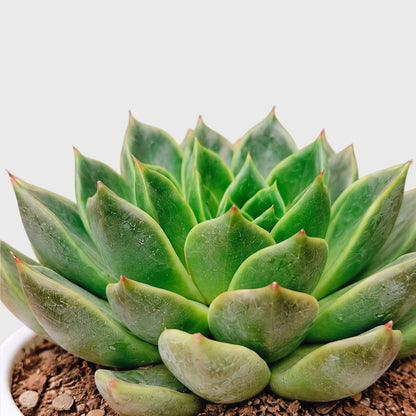 Echeveria Purple Green Vale – Perfect for Home Decor & Gifting