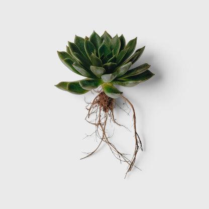 Echeveria Purple Green Vale – Perfect for Home Decor & Gifting