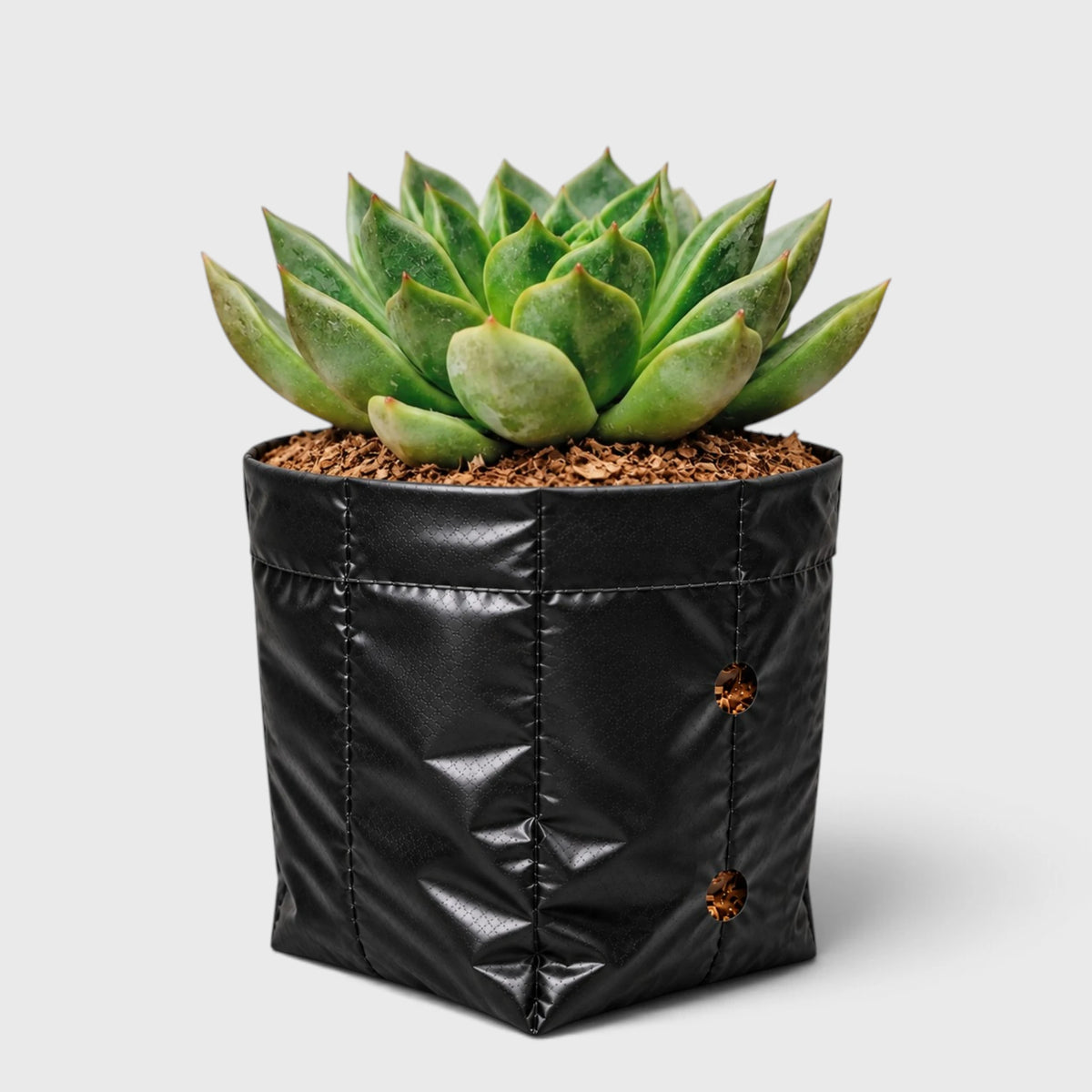 Echeveria Purple Green Vale indoor succulent display