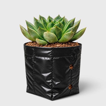 Echeveria Purple Green Vale indoor succulent display