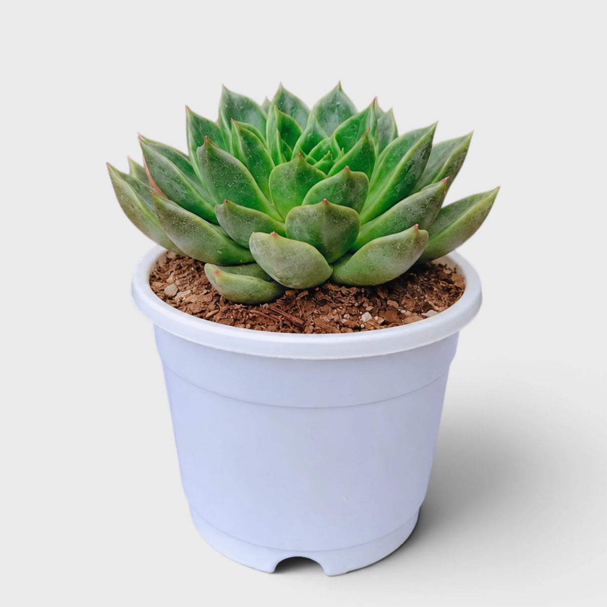 Echeveria Purple Green Vale – Perfect for Home Decor & Gifting