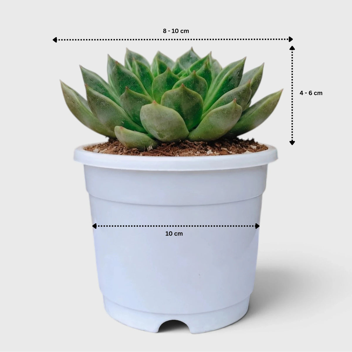 Echeveria Purple Green Vale – Perfect for Home Decor & Gifting