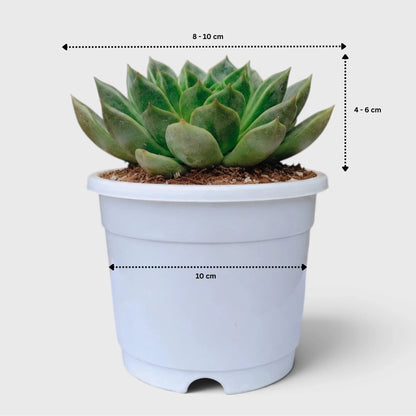 Echeveria Purple Green Vale – Perfect for Home Decor & Gifting