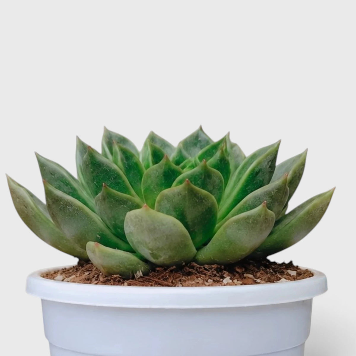 Echeveria Purple Green Vale – Perfect for Home Decor & Gifting