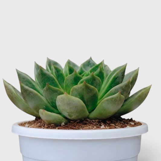 Echeveria Purple Green Vale succulent collection