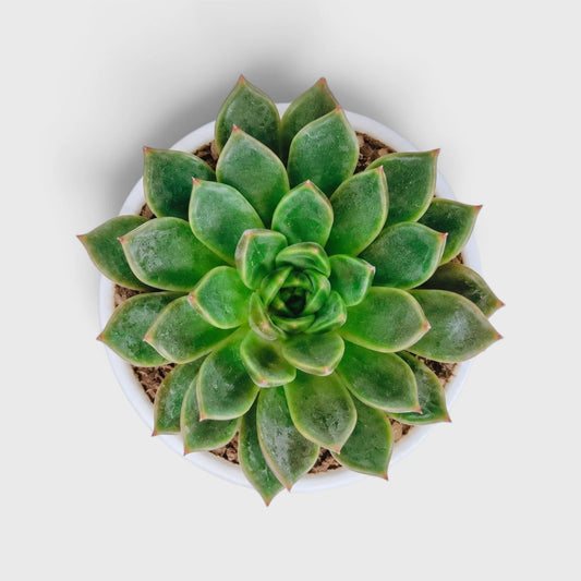 Echeveria Purple Green Vale succulent plant