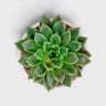 Echeveria Purple Green Vale – Perfect for Home Decor & Gifting
