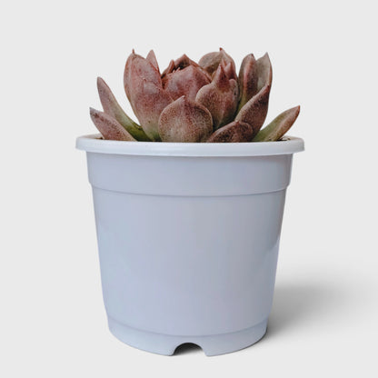 Echeveria Purple Spark – Premium Rare Violet-Toned Rosette with Bright Center Glow