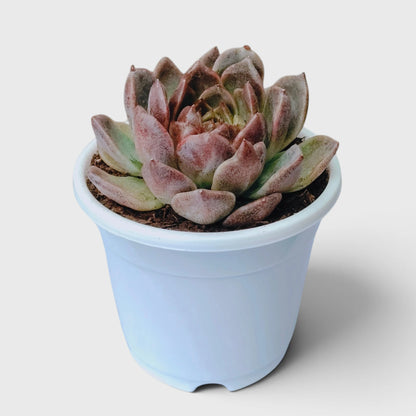 Echeveria Purple Spark – Premium Rare Violet-Toned Rosette with Bright Center Glow