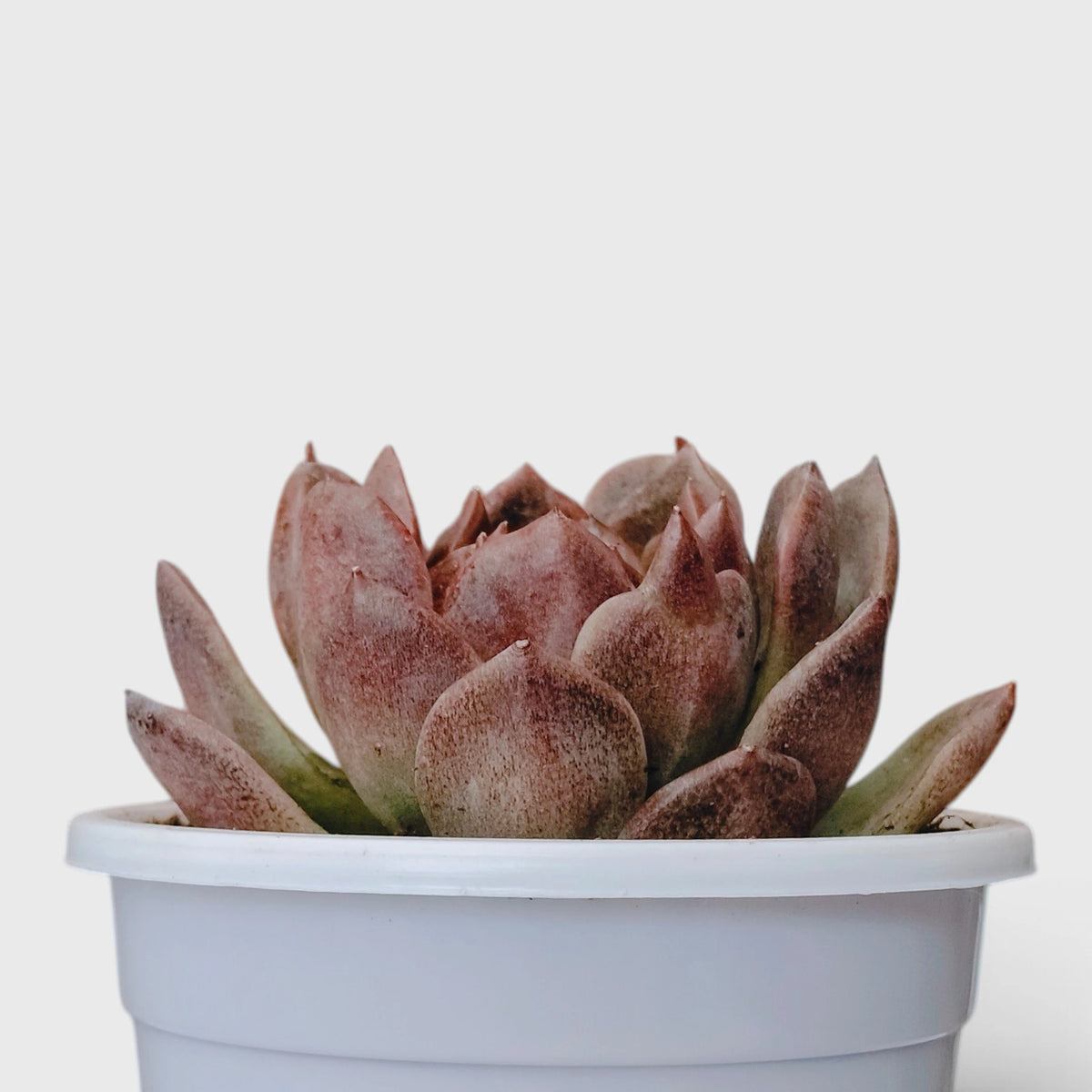 Echeveria Purple Spark – Premium Rare Violet-Toned Rosette with Bright Center Glow
