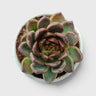 Echeveria Purple Spark – Premium Rare Violet-Toned Rosette with Bright Center Glow