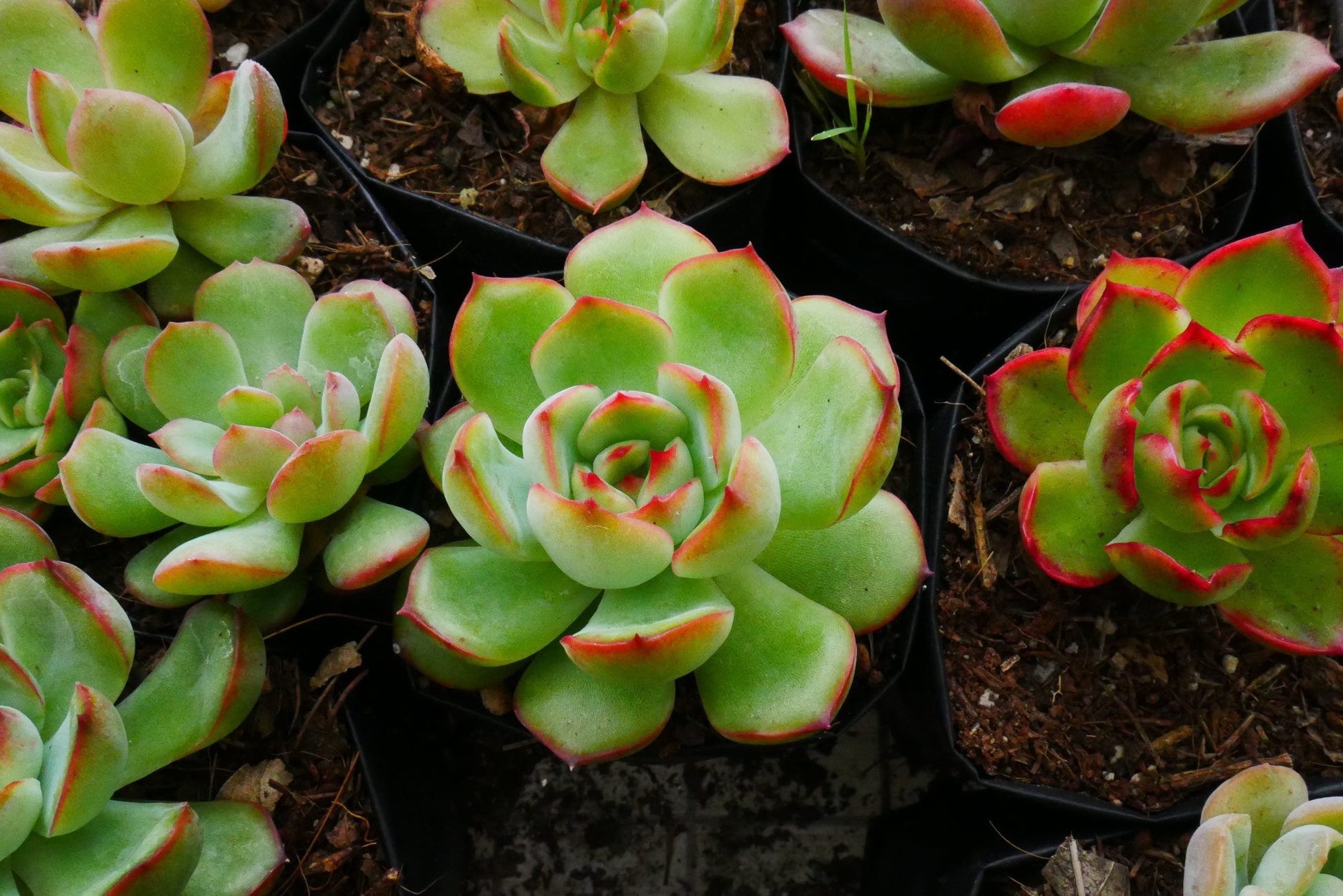 Echeveria Red Blush - Vibrant Succulent for Home, Office, and Garden - My Store