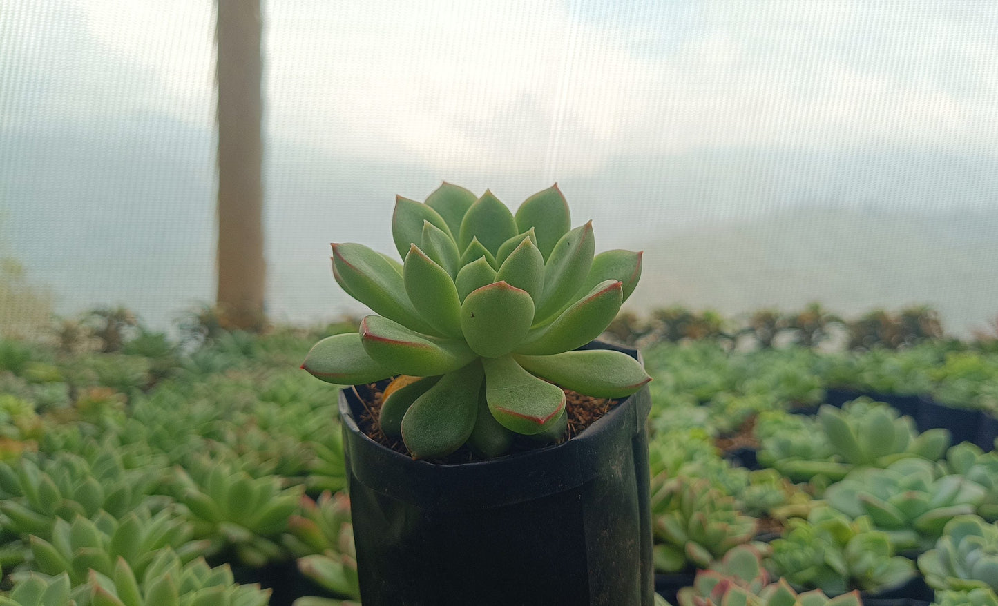 Echeveria Royal Green – Elegant Succulent for Home, Office & Garden Decor - My Store