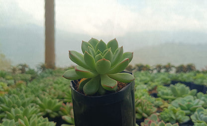 Echeveria Royal Green – Elegant Succulent for Home, Office & Garden Decor - My Store