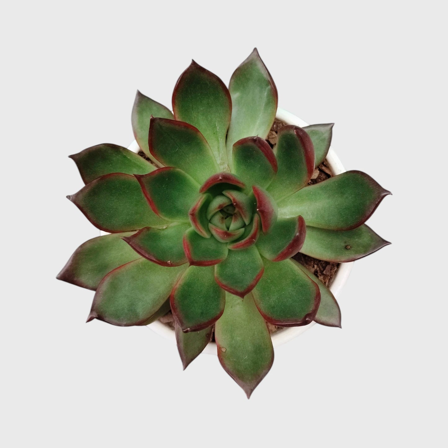 Echeveria Rubra succulent India