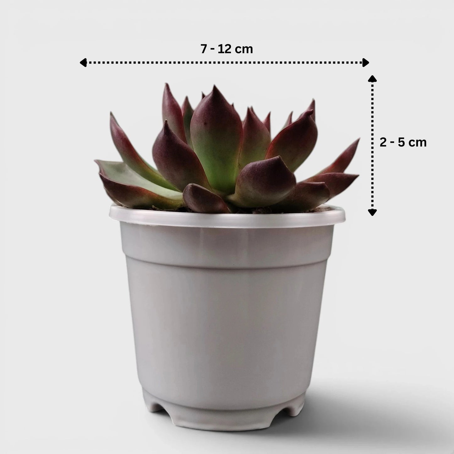 Echeveria Rubra indoor succulent