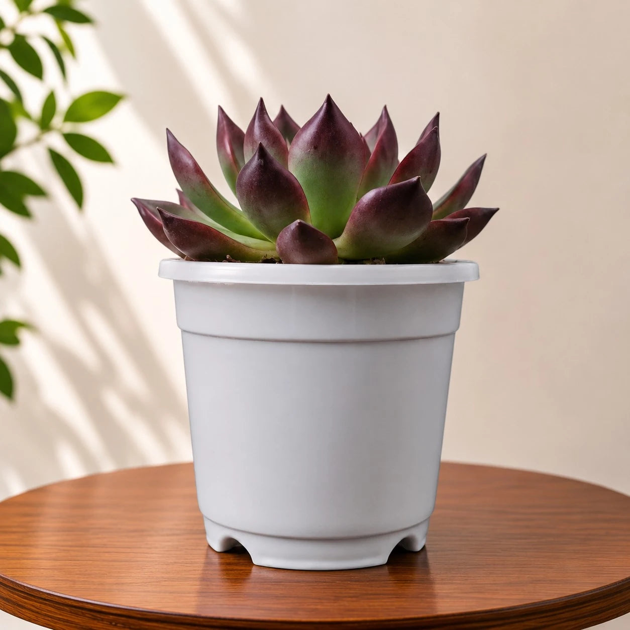 Echeveria Rubra – Red Edge Rosette Succulent | Colourful Balcony & Indoor Plant