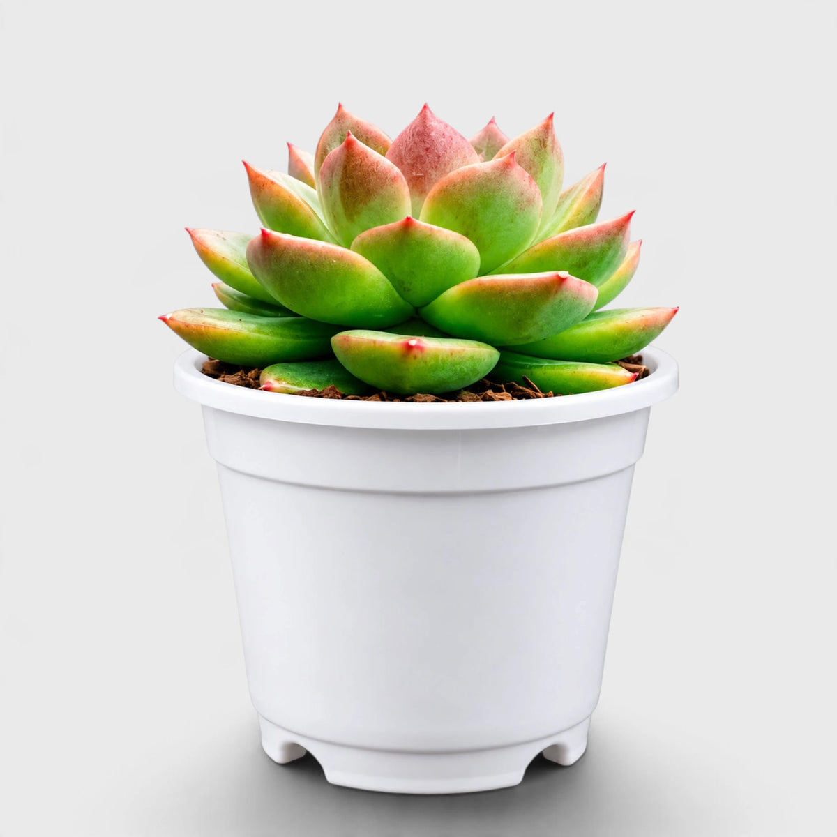 Echeveria Ruby Apple with green and reddish leaf tones