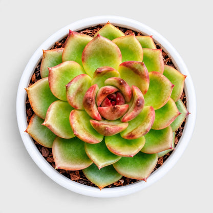 Echeveria Ruby Apple succulent plant