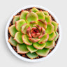 Echeveria Ruby Apple – Rare Hybrid Rosette Succulent