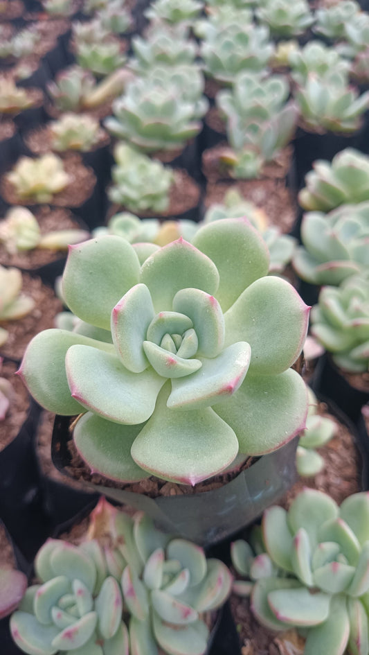 Echeveria Sensation Succulent: Beauty in Blue - Green - Buy Now at Frek.in! - My Store