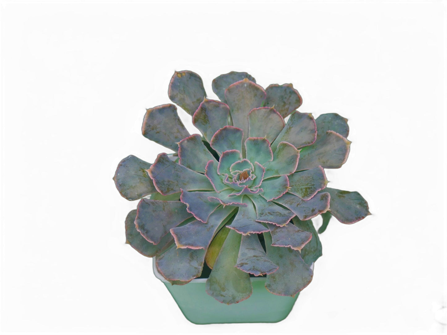 Echeveria Shaviana (Blue Heron): Elevate Your Space with Nature's Beauty - Available at Frek - My Store