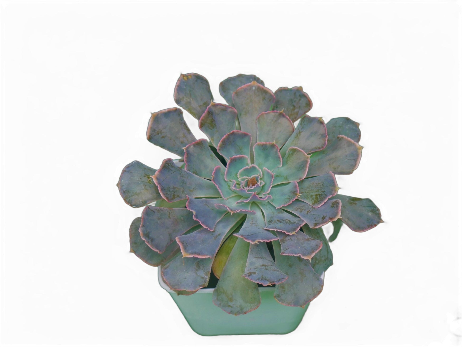 Echeveria Shaviana (Blue Heron): Elevate Your Space with Nature's Beauty - Available at Frek - My Store