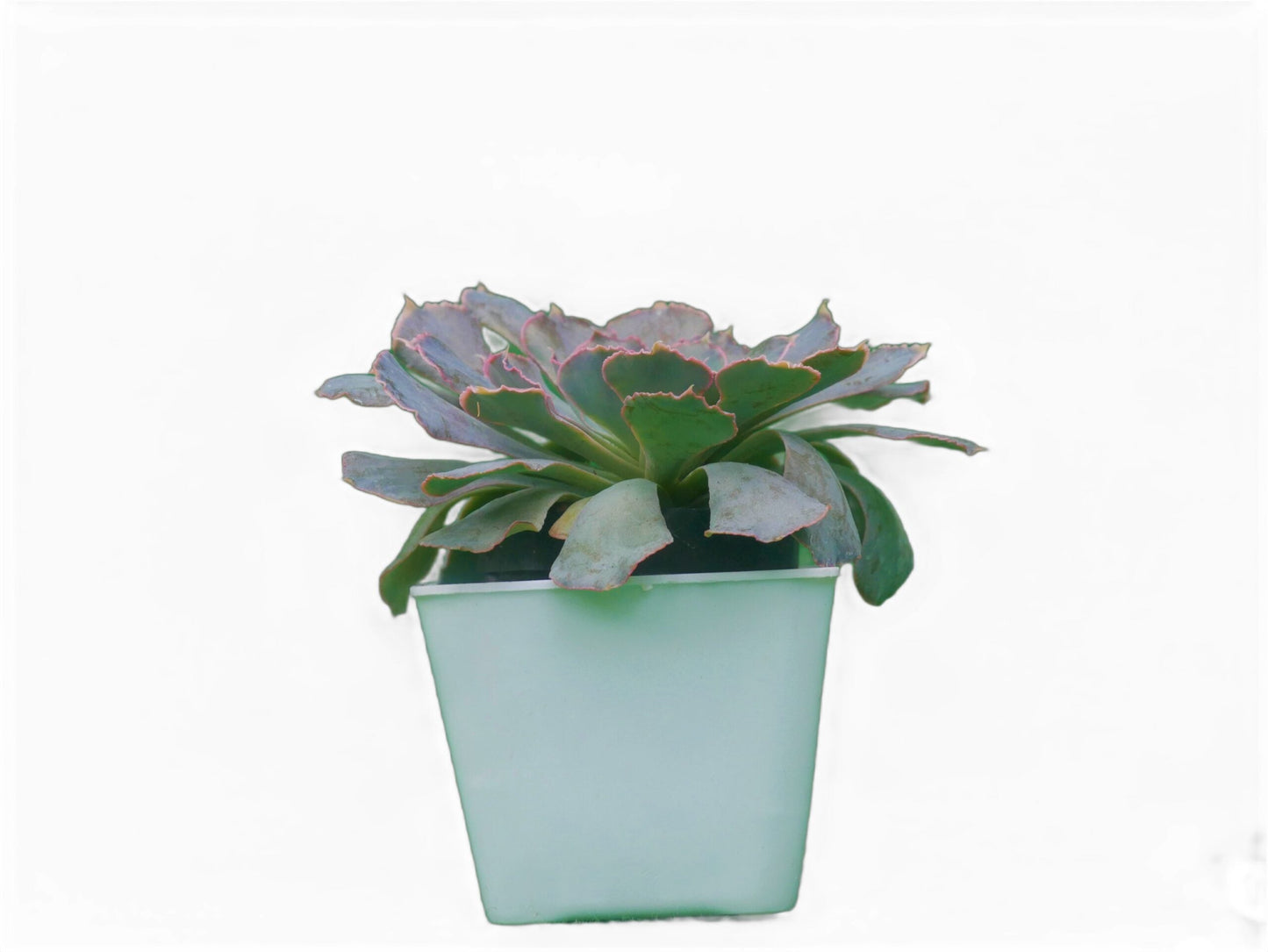 Echeveria Shaviana (Blue Heron): Elevate Your Space with Nature's Beauty - Available at Frek - My Store