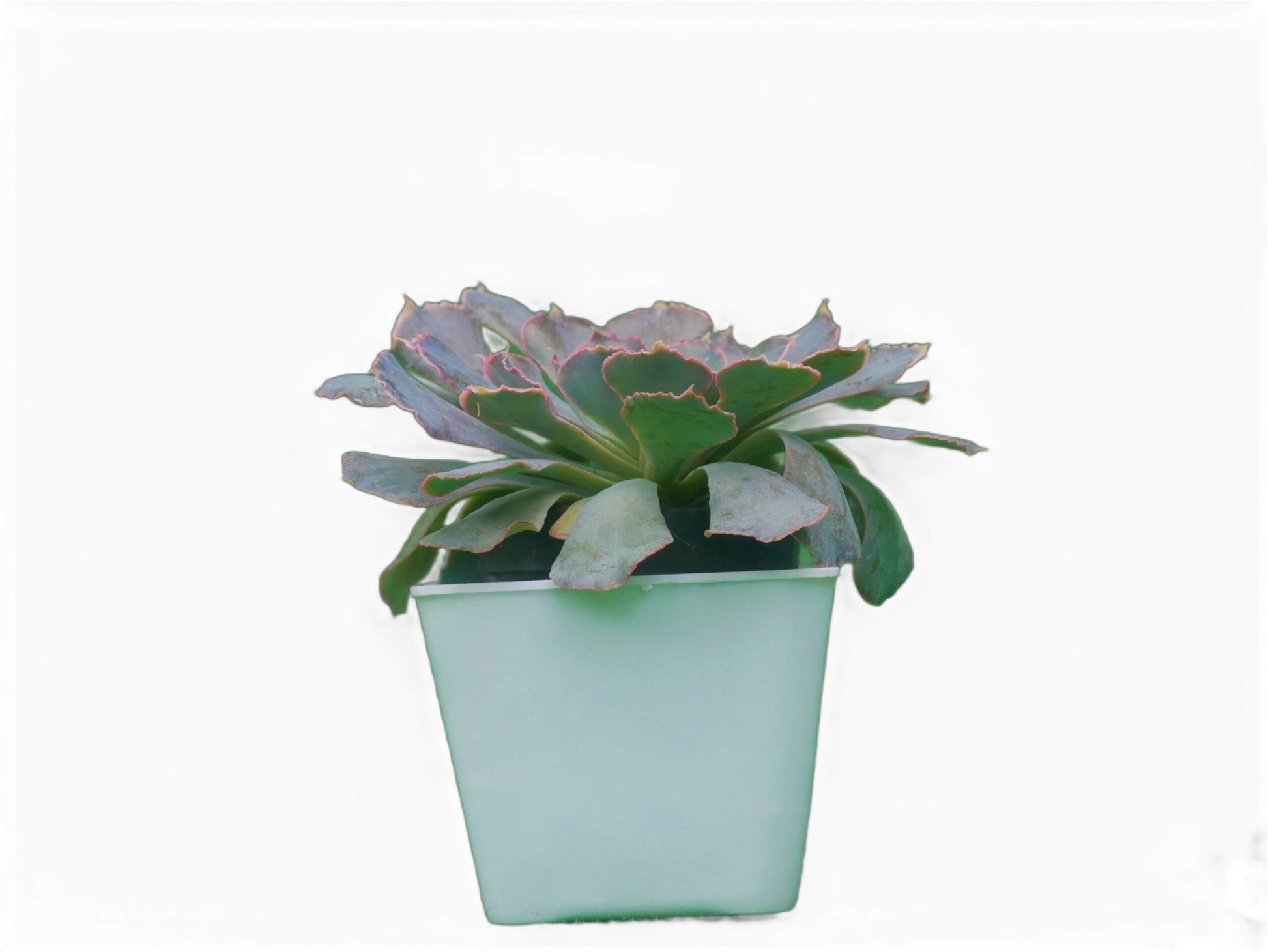 Echeveria Shaviana (Blue Heron): Elevate Your Space with Nature's Beauty - Available at Frek - My Store