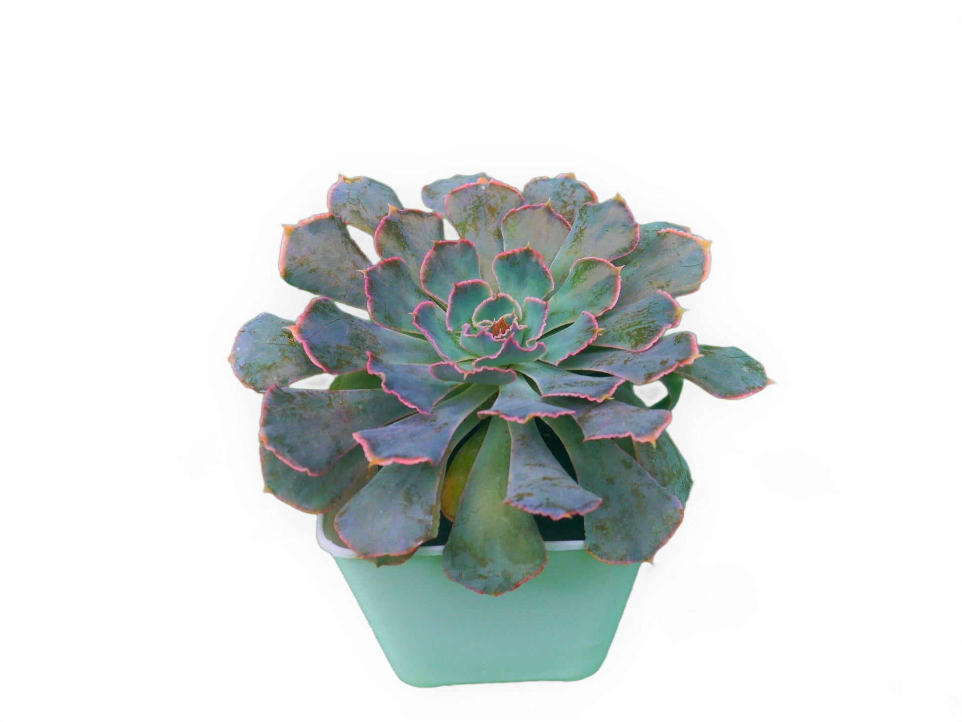 Echeveria Shaviana (Blue Heron): Elevate Your Space with Nature's Beauty - Available at Frek - My Store