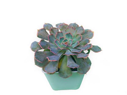 Echeveria Shaviana (Blue Heron): Elevate Your Space with Nature's Beauty - Available at Frek - My Store