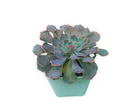 Echeveria Shaviana (Blue Heron): Elevate Your Space with Nature's Beauty - Available at Frek - My Store