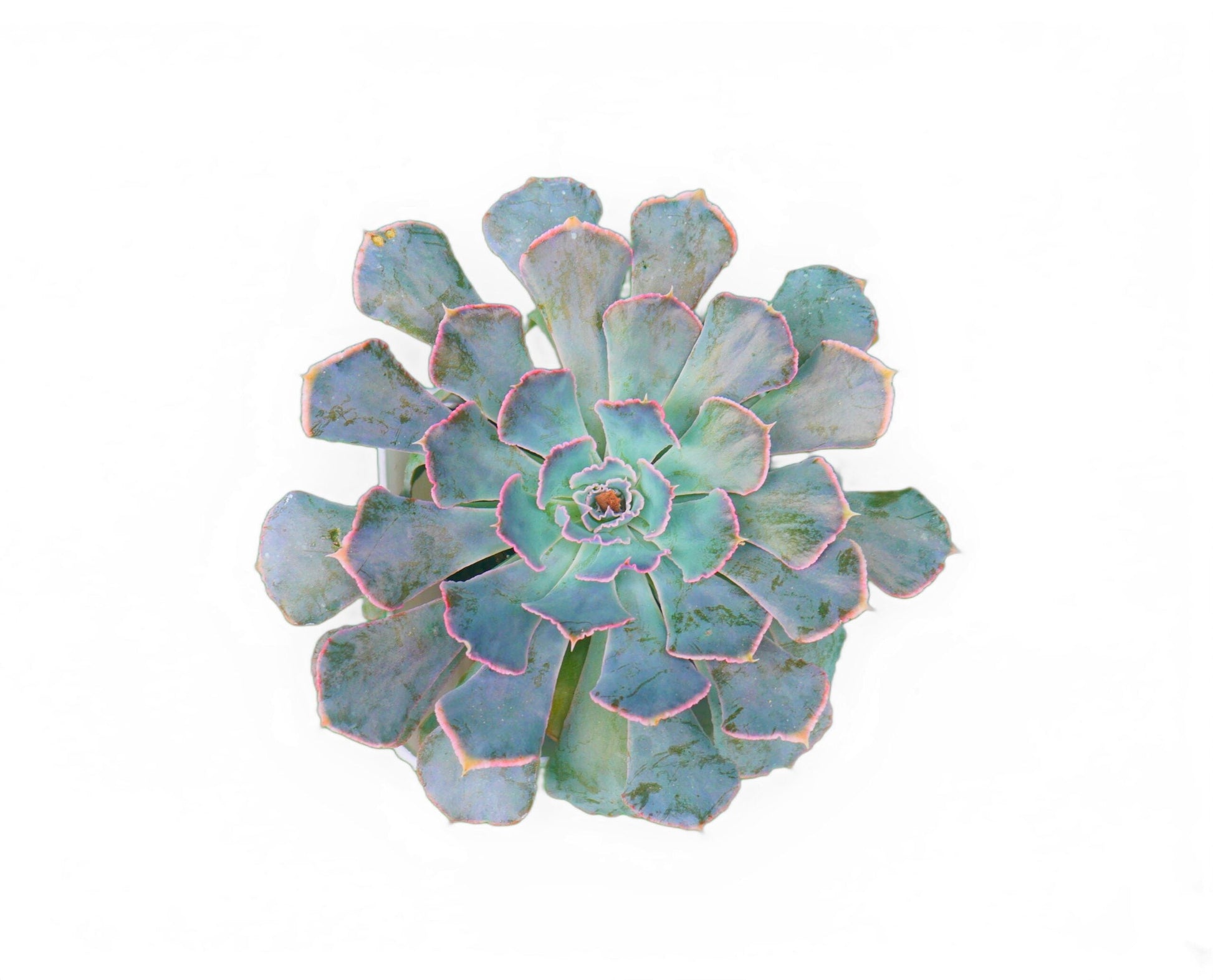 Echeveria Shaviana (Blue Heron): Elevate Your Space with Nature's Beauty - Available at Frek - My Store