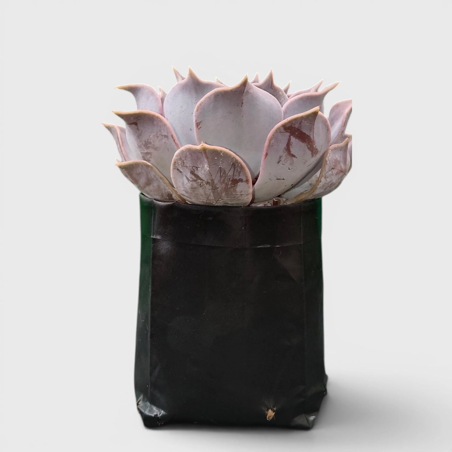 Echeveria Lilacina – Ghost Echeveria Succulent | Premium Silver Rosette Plant