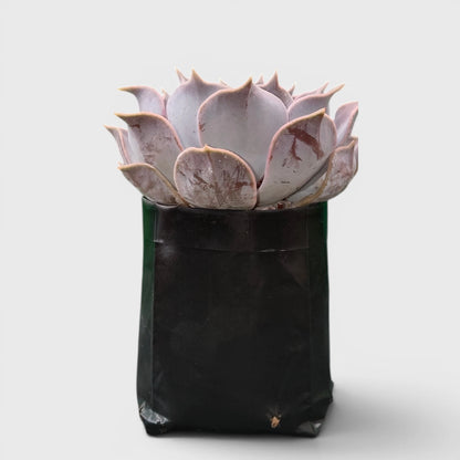 Echeveria Lilacina – Ghost Echeveria Succulent | Premium Silver Rosette Plant