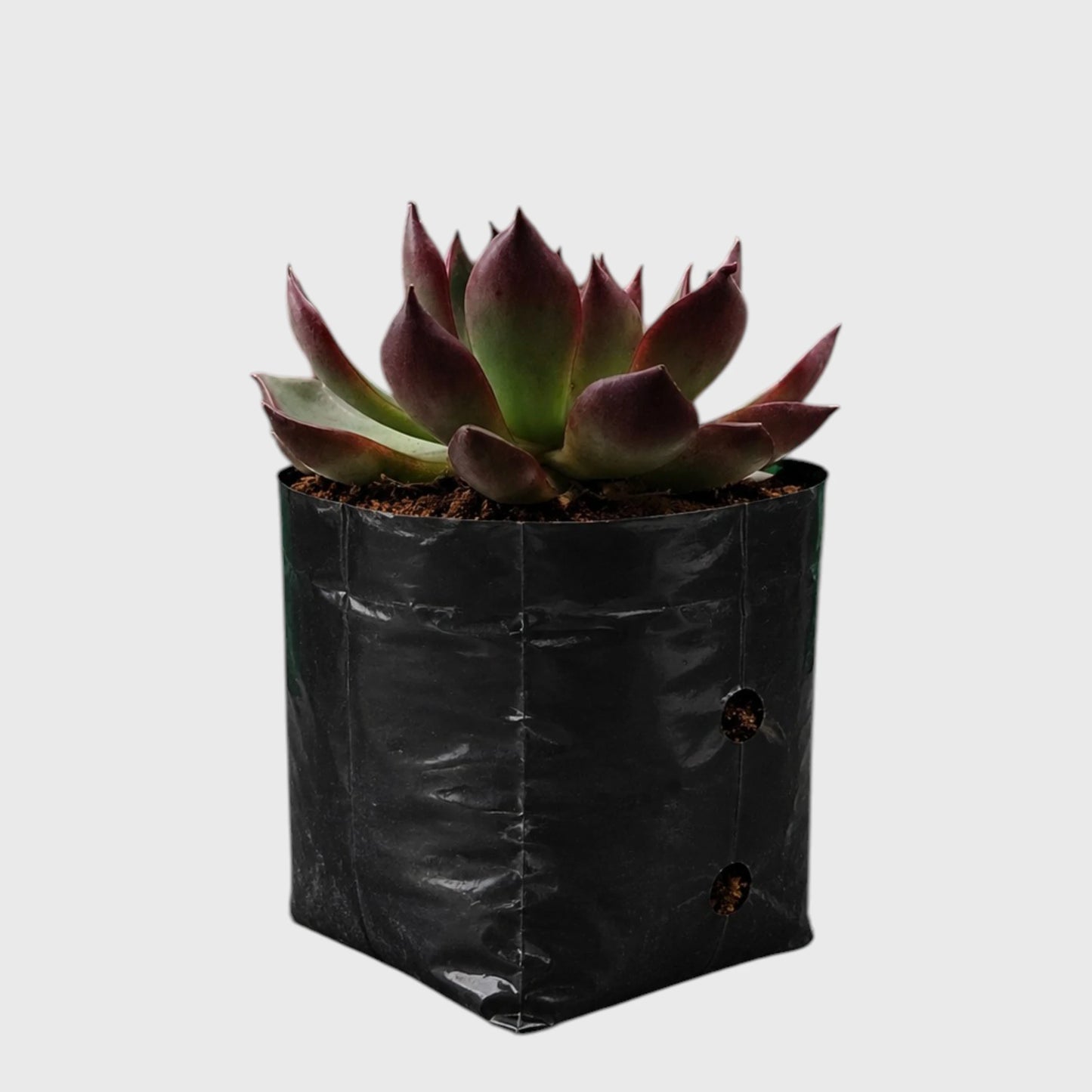 Echeveria Rubra – Red Edge Rosette Succulent | Colourful Balcony & Indoor Plant