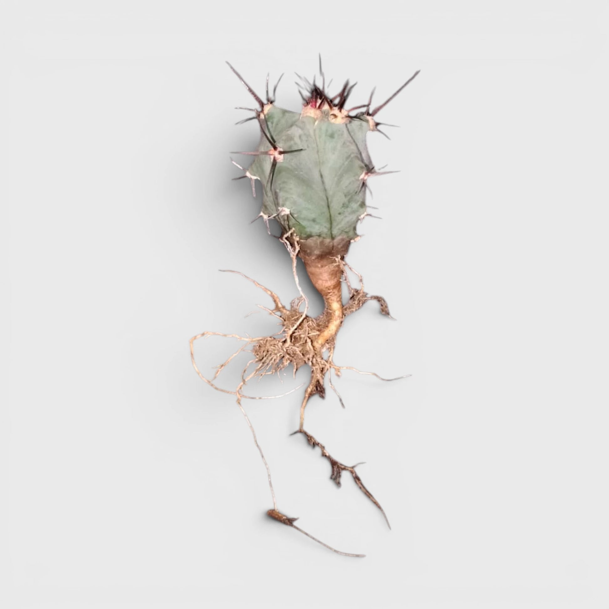 Echinocactus Platyacanthus | Rare Barrel Cactus