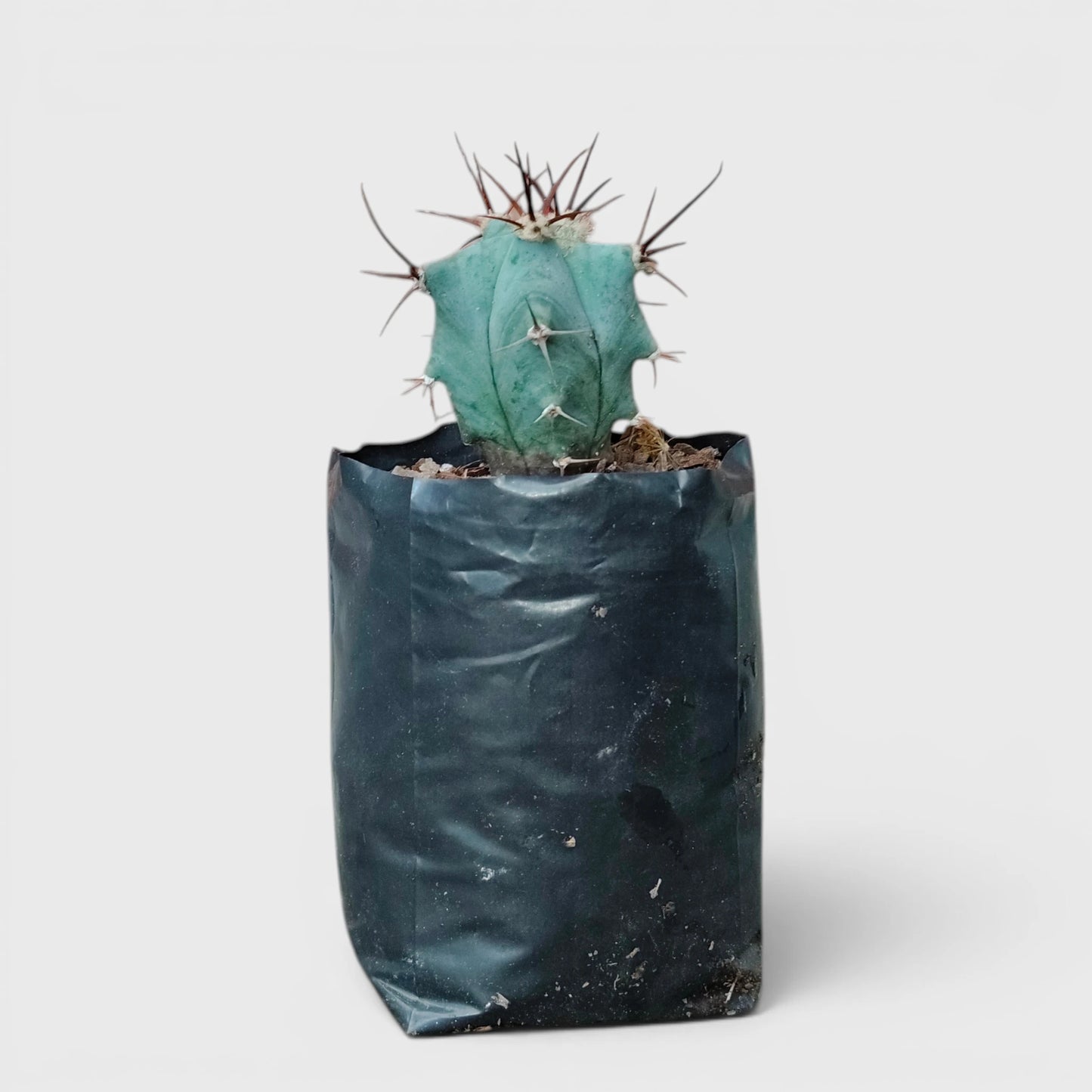 Echinocactus Platyacanthus | Rare Barrel Cactus