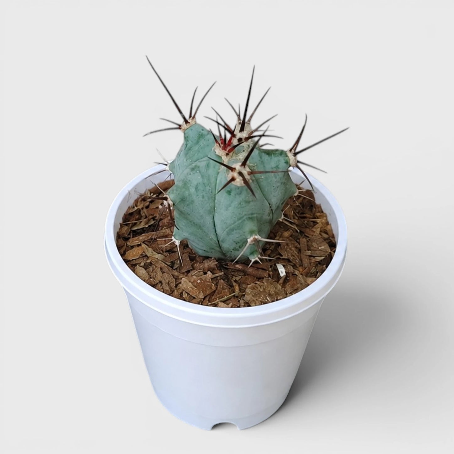 Echinocactus Platyacanthus | Rare Barrel Cactus