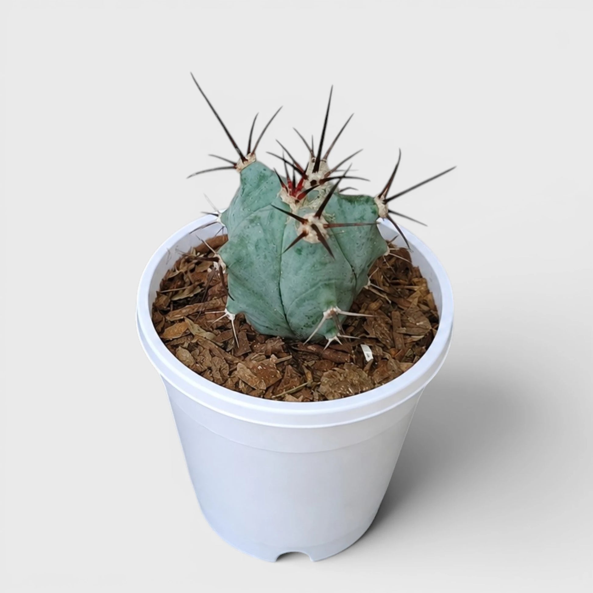 Echinocactus Platyacanthus | Rare Barrel Cactus