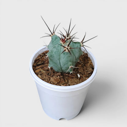 Echinocactus Platyacanthus | Rare Barrel Cactus