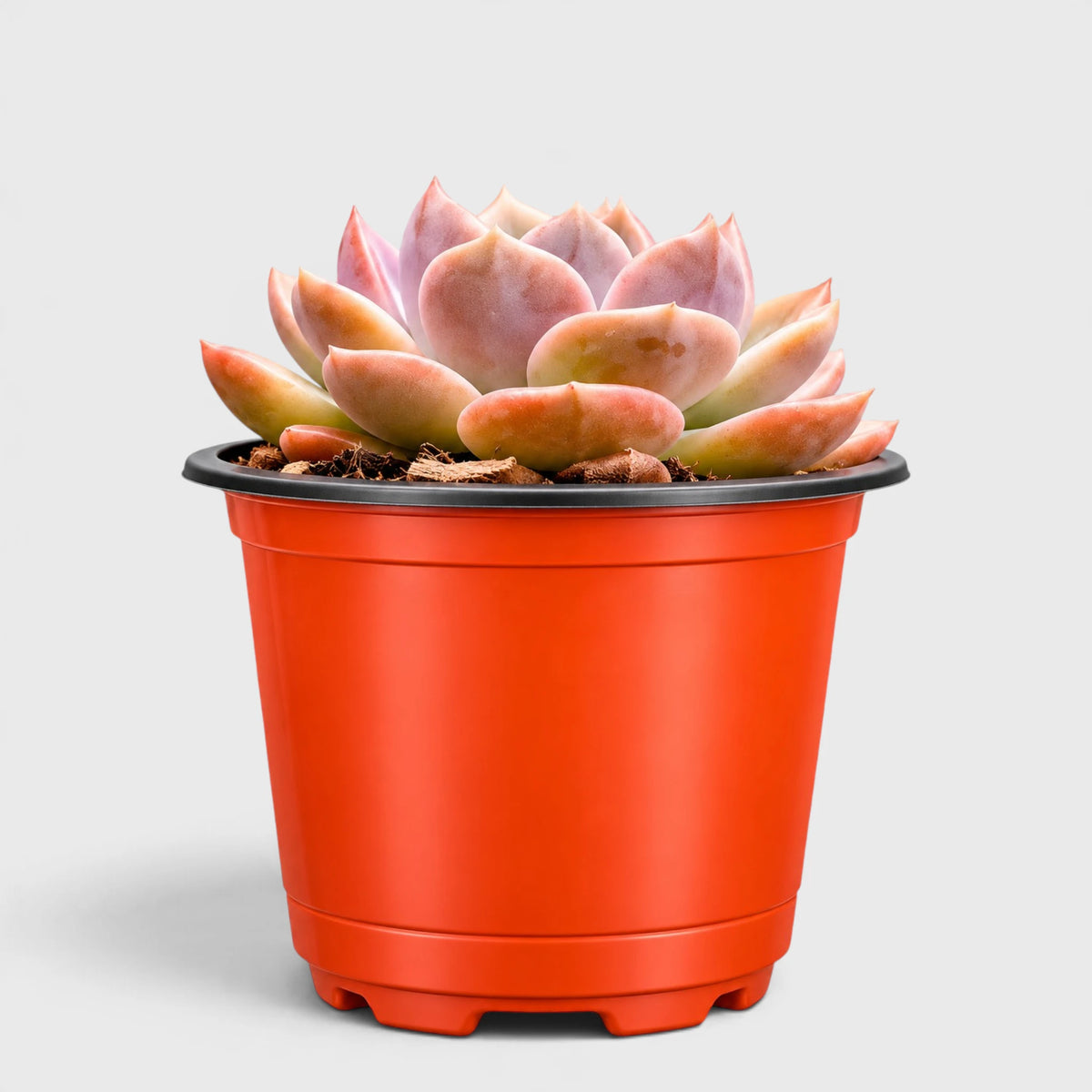 Echeveria Eclipse Glow – Rare Hybrid Rosette Succulent