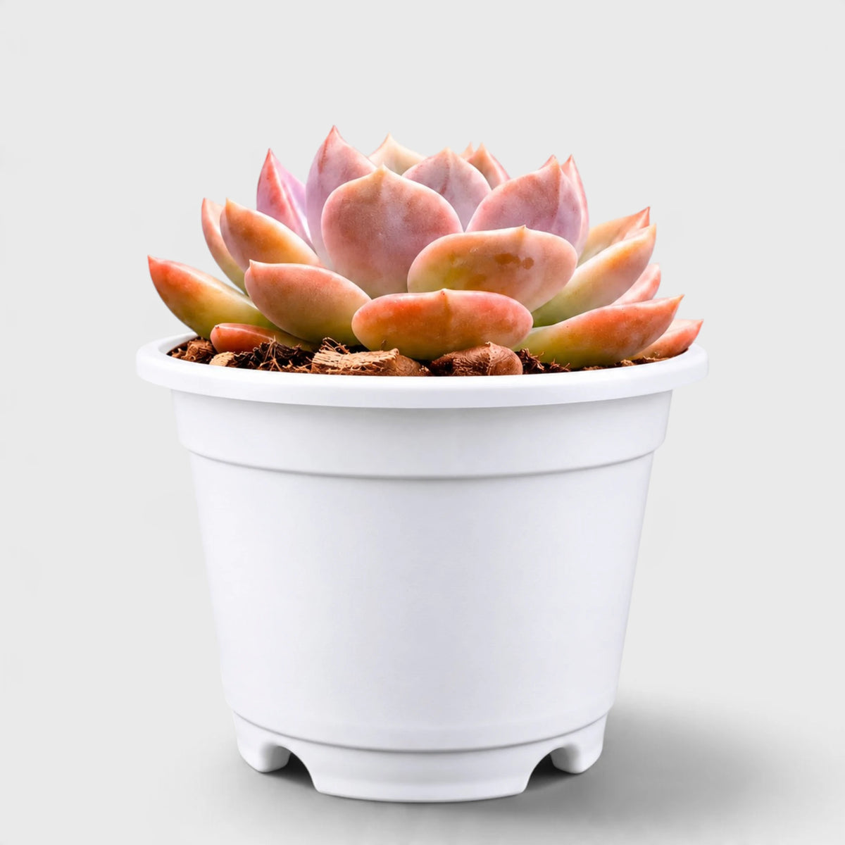Echeveria Eclipse Glow – Rare Hybrid Rosette Succulent